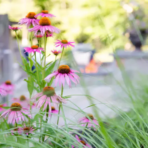 Purple coneflower with switch grass and fire pit in the background
