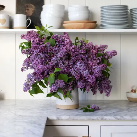 Lilac