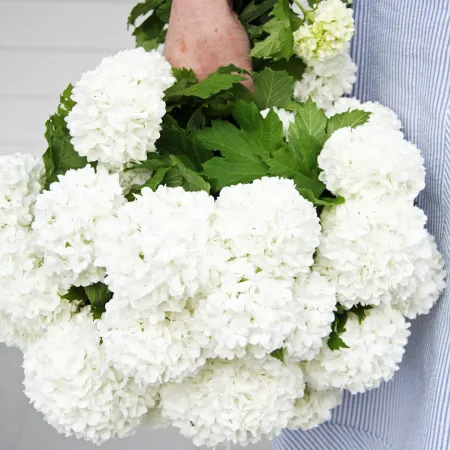 Viburnum