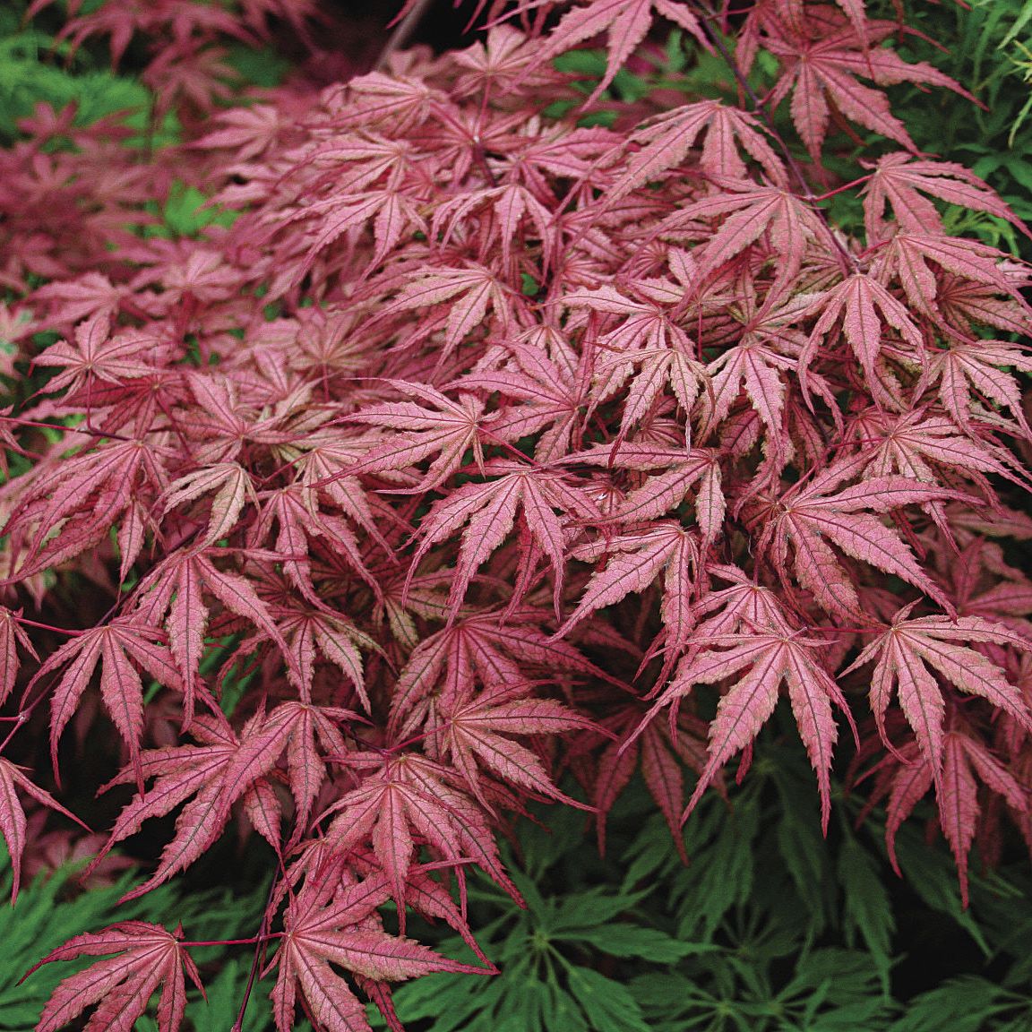 Japanese Maple