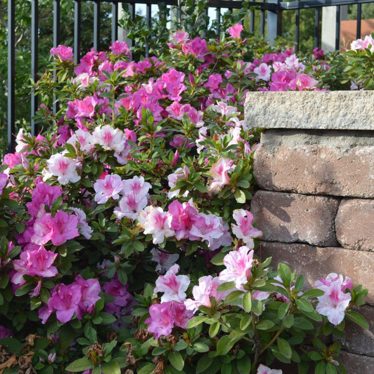 Reblooming Azaleas