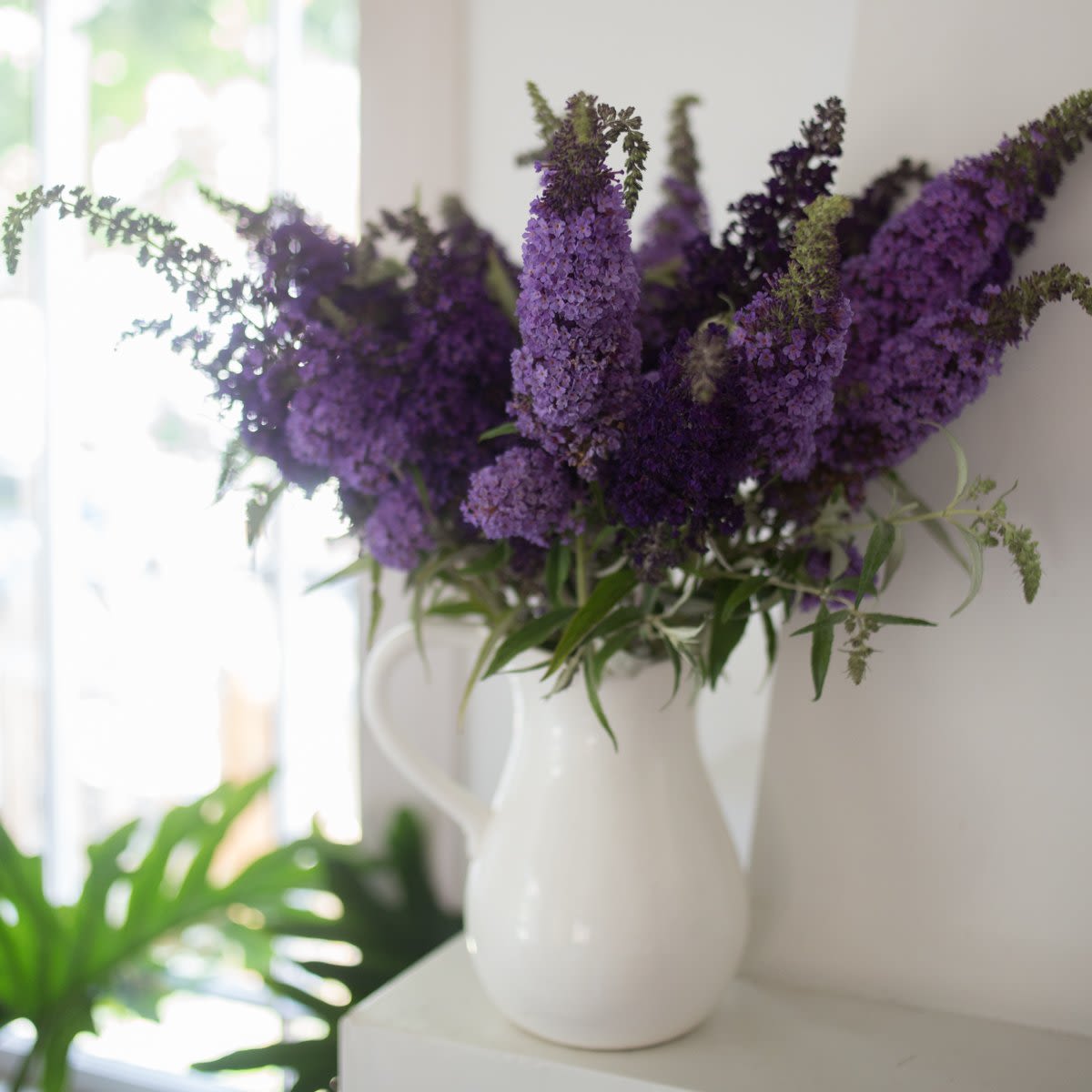 Butterfly Bush