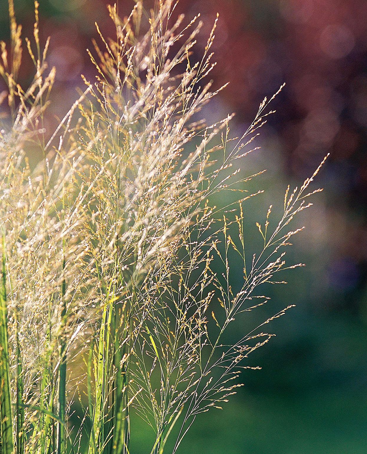 <div>Additional Choices for Texture &amp; Greenery</div>