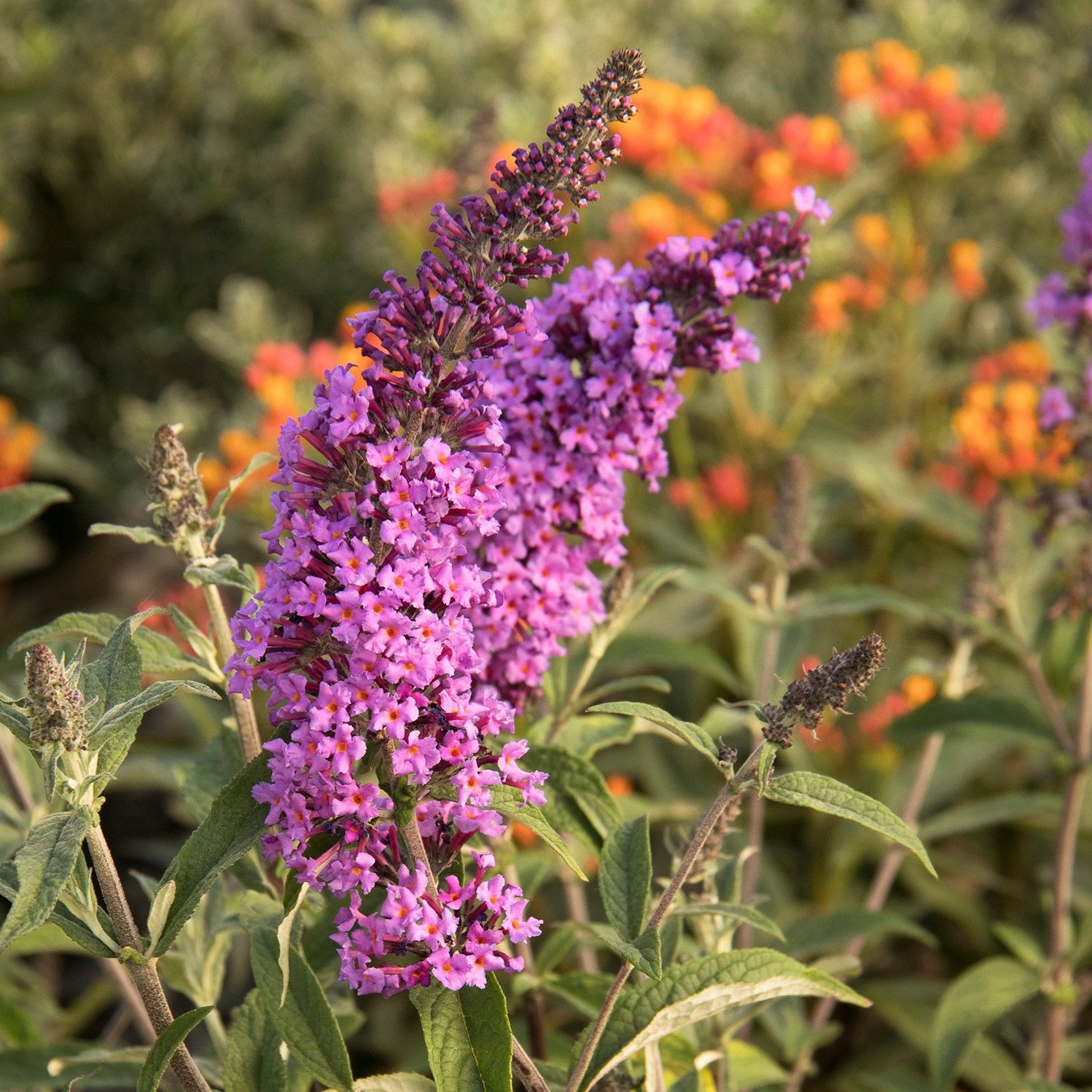 Butterfly Bush