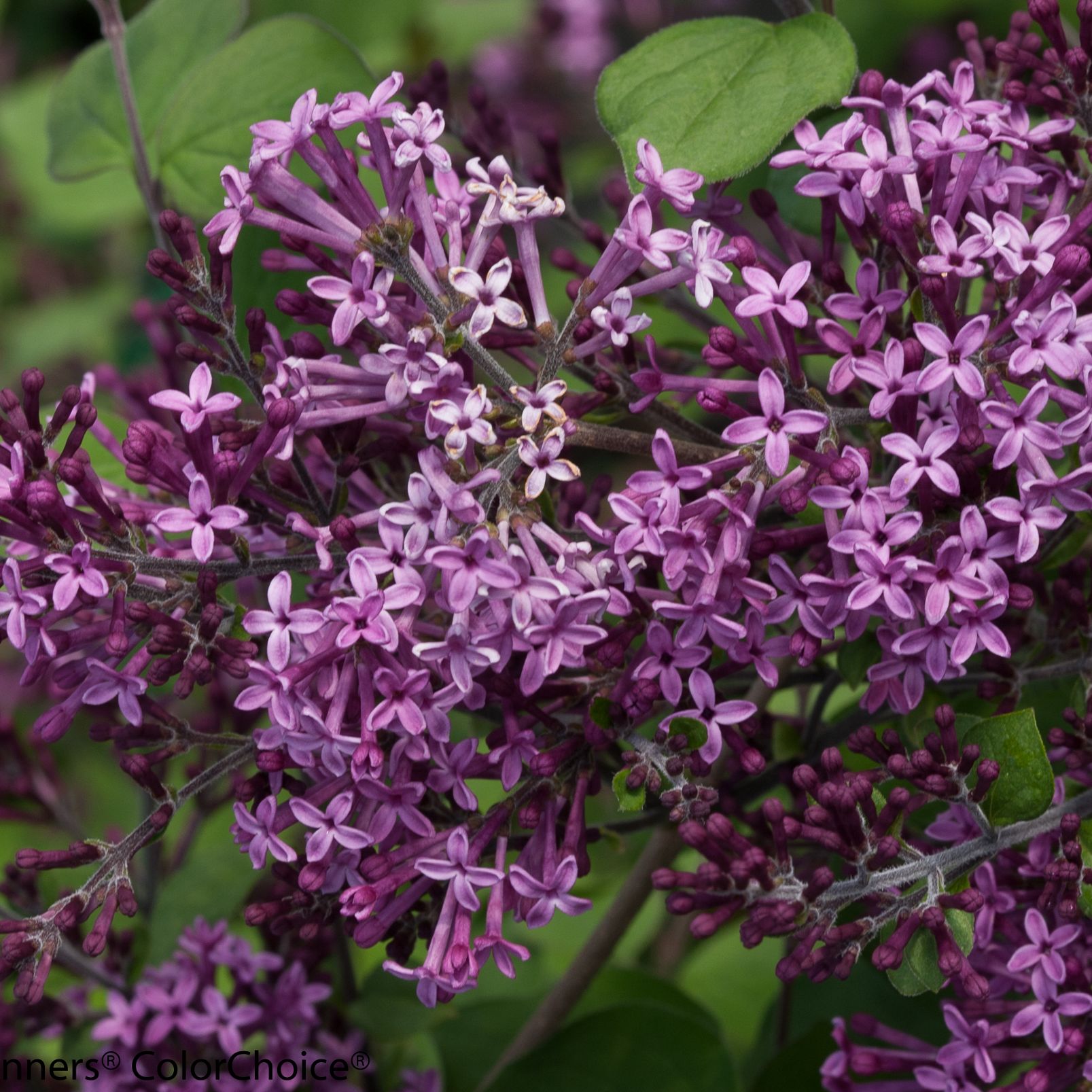 Bloomerang Lilacs