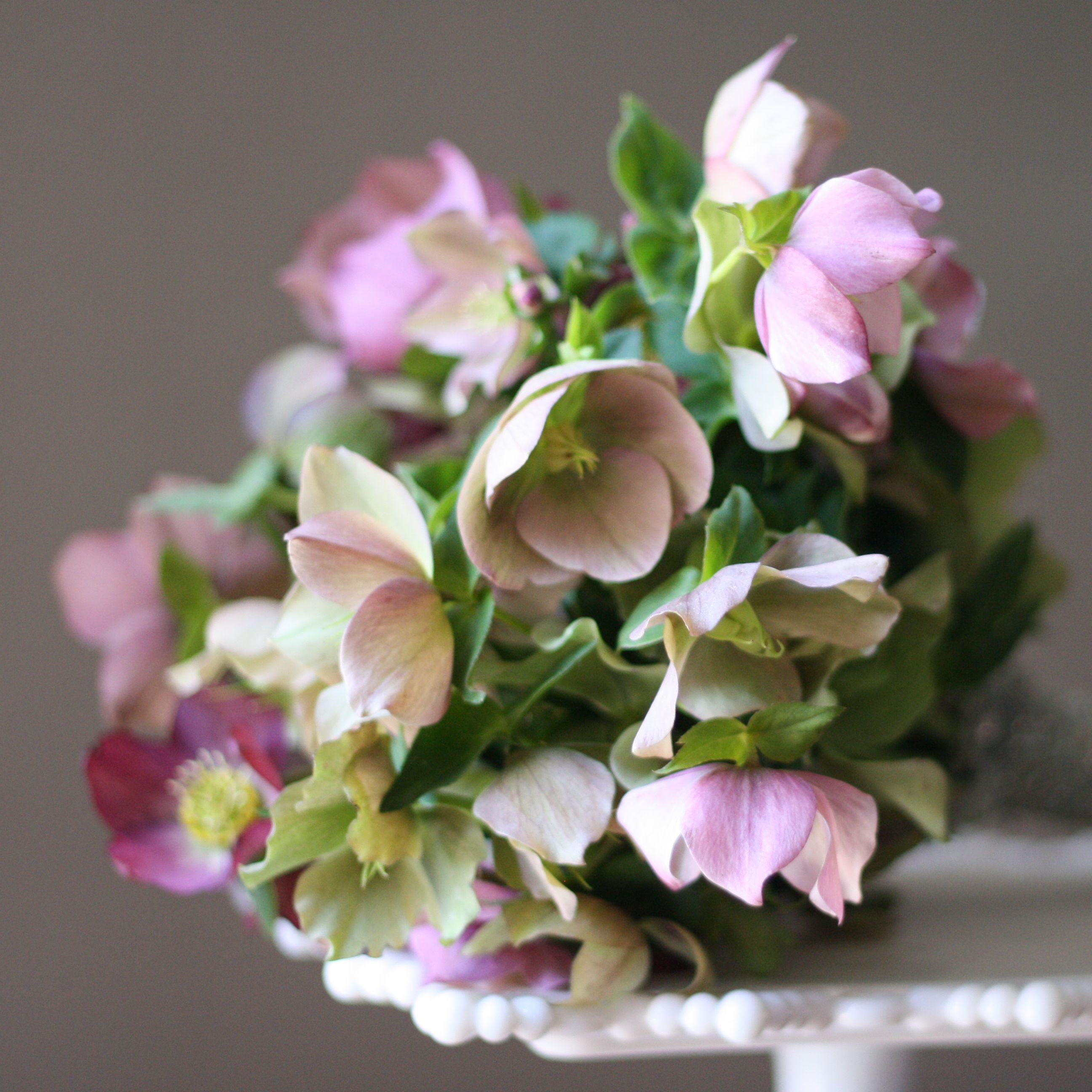 Lenten Roses