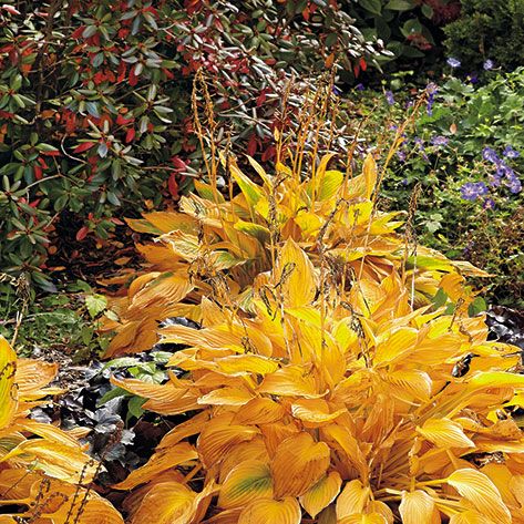 Hosta