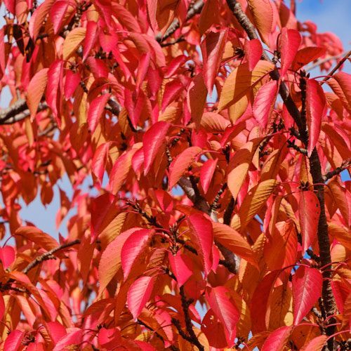 Flowering Cherry