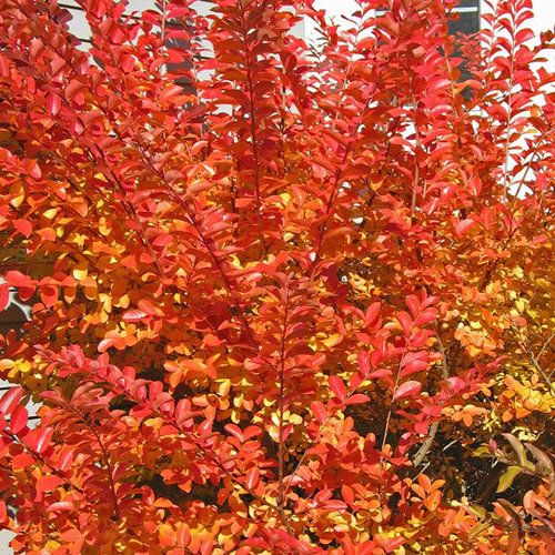 Crape Myrtle