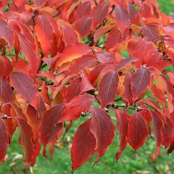 Dogwood
