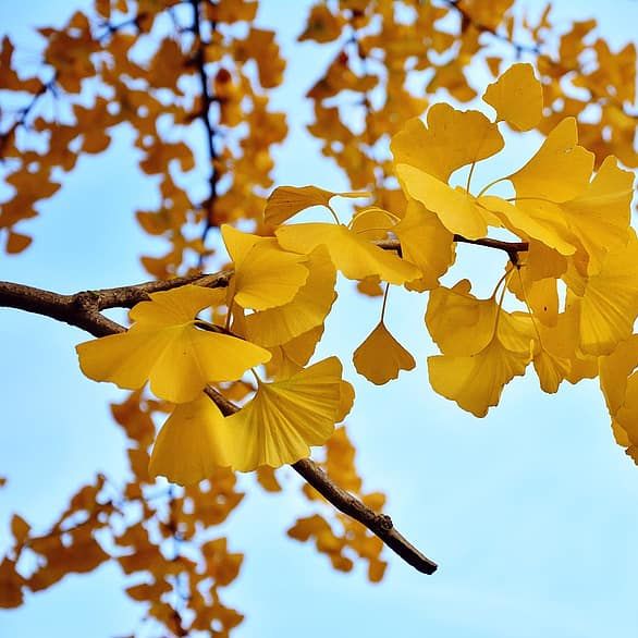 Gingko