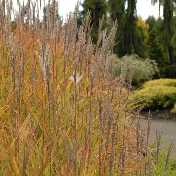 Ornamental Grasses