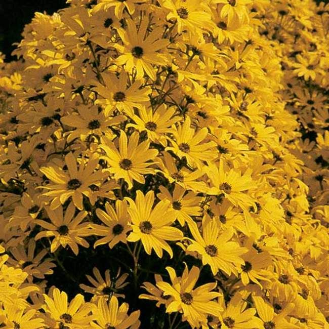 Helianthus