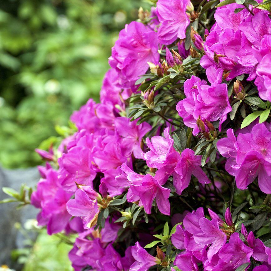 Encore Azaleas